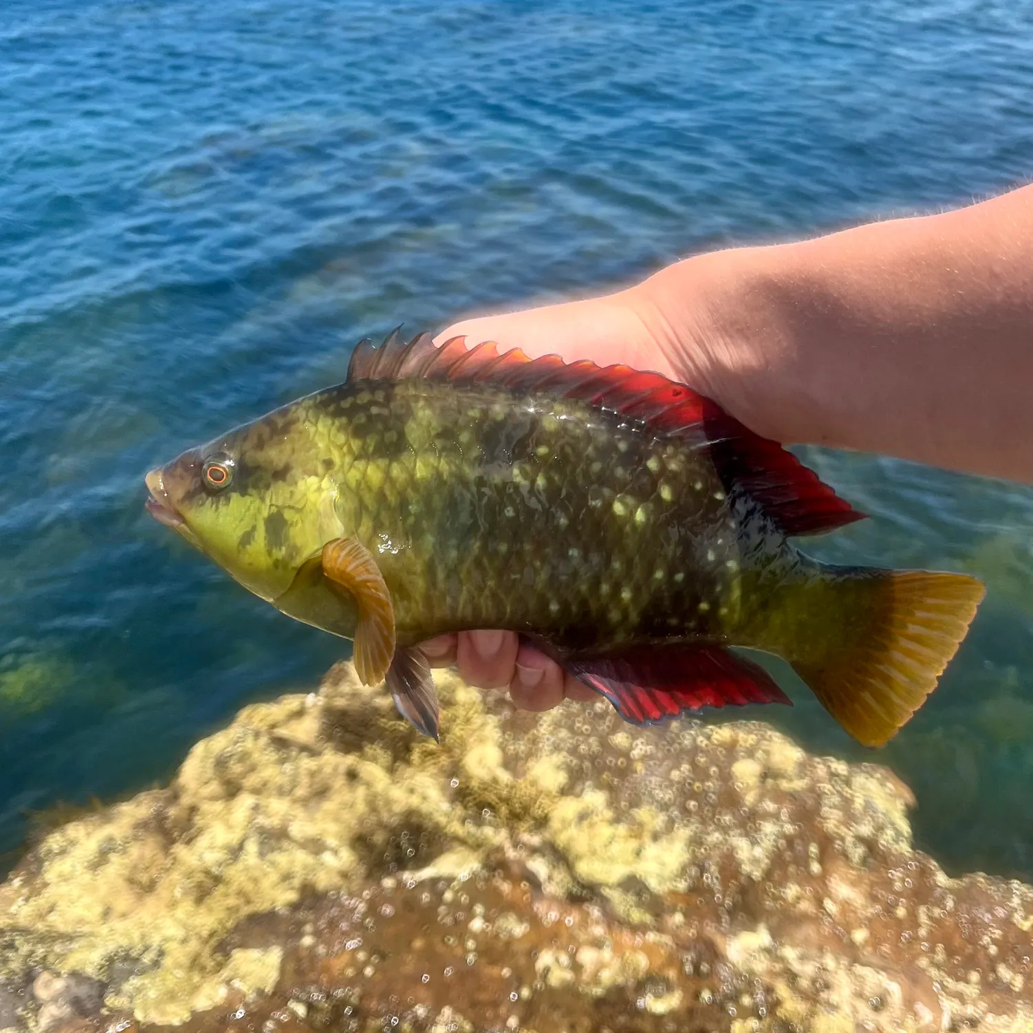 The most recent Crimsonband wrasse catches on Fishbrain