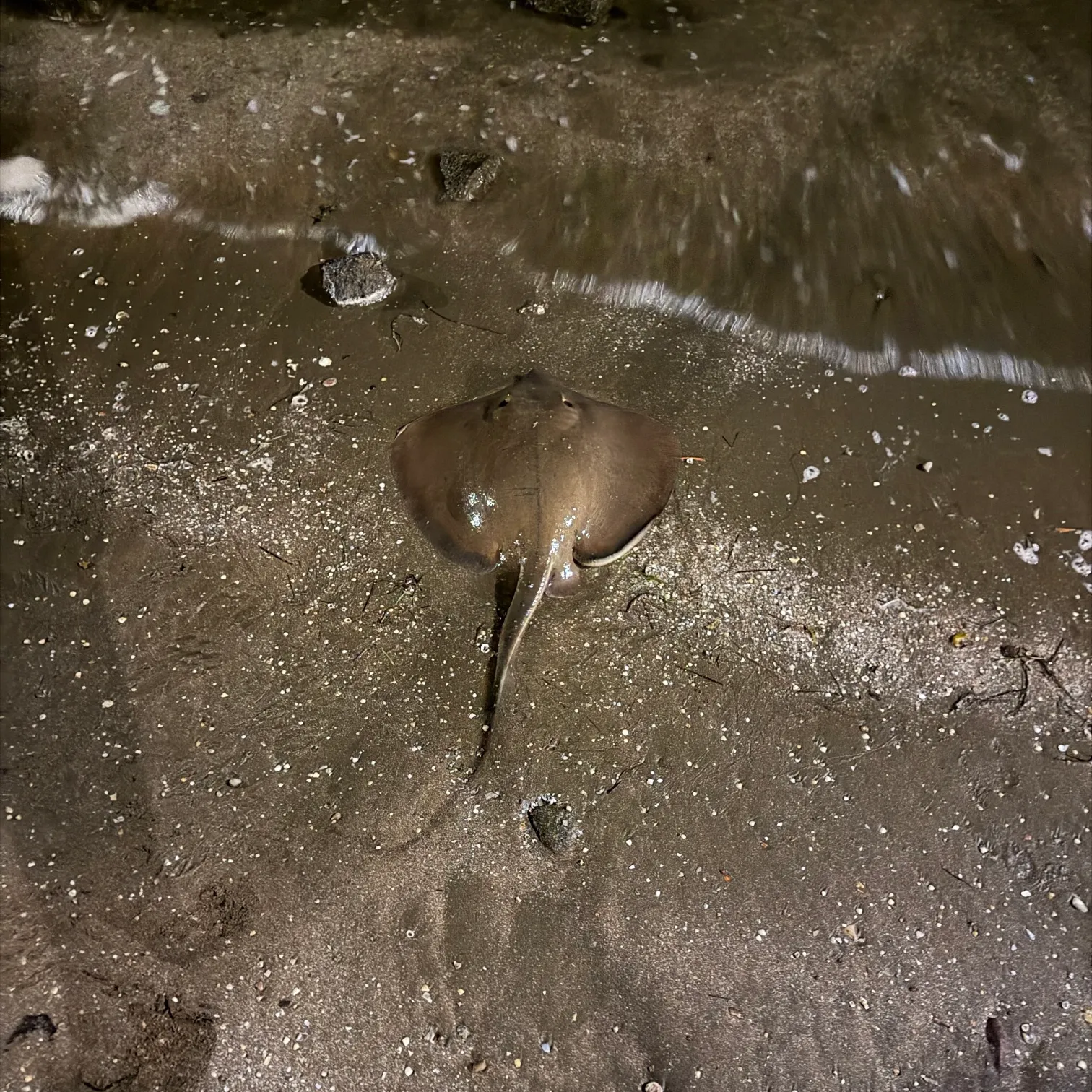 The most recent Common stingray catches on Fishbrain