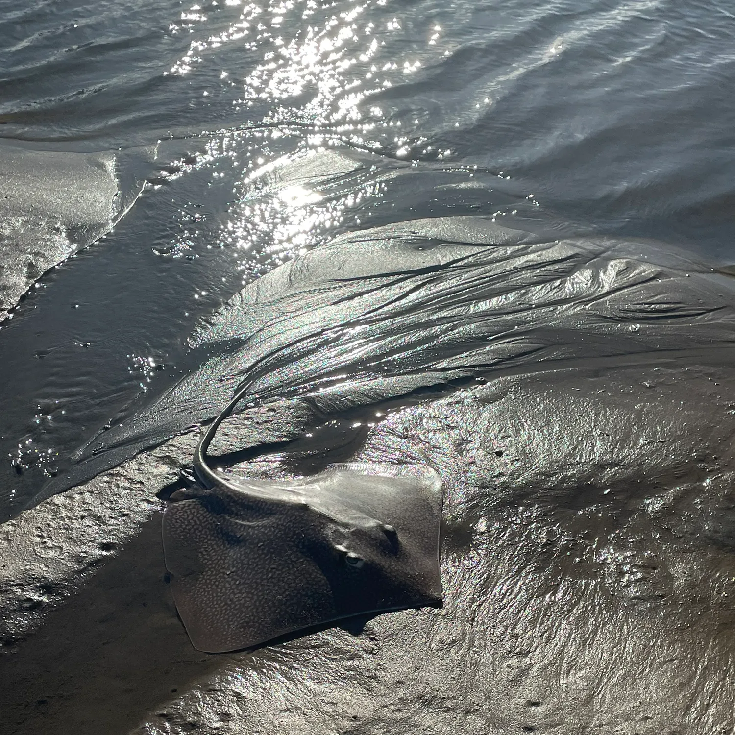 The most recent Common stingaree catches on Fishbrain