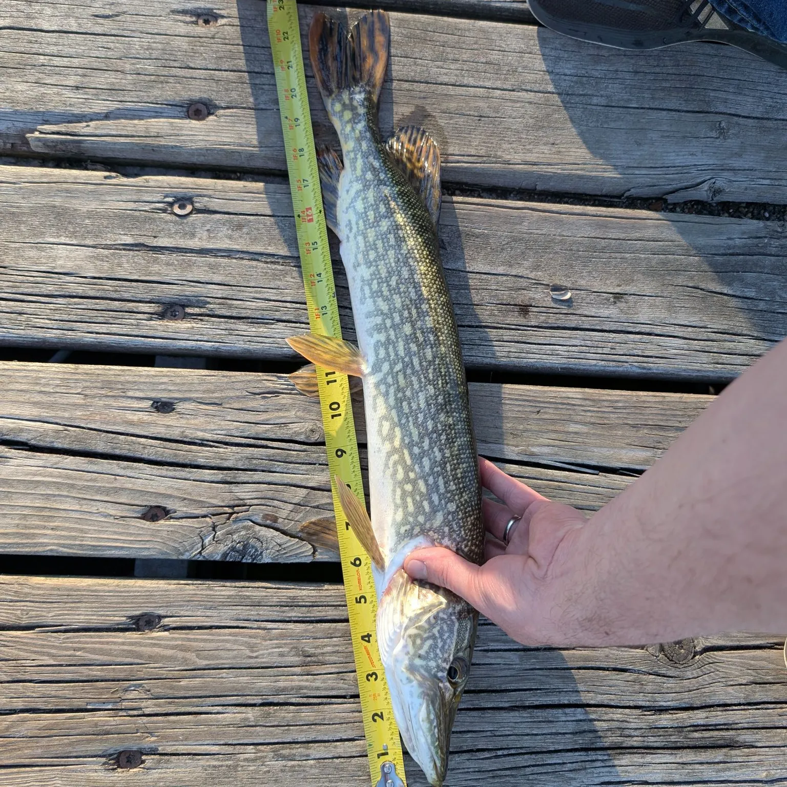 recently logged catches