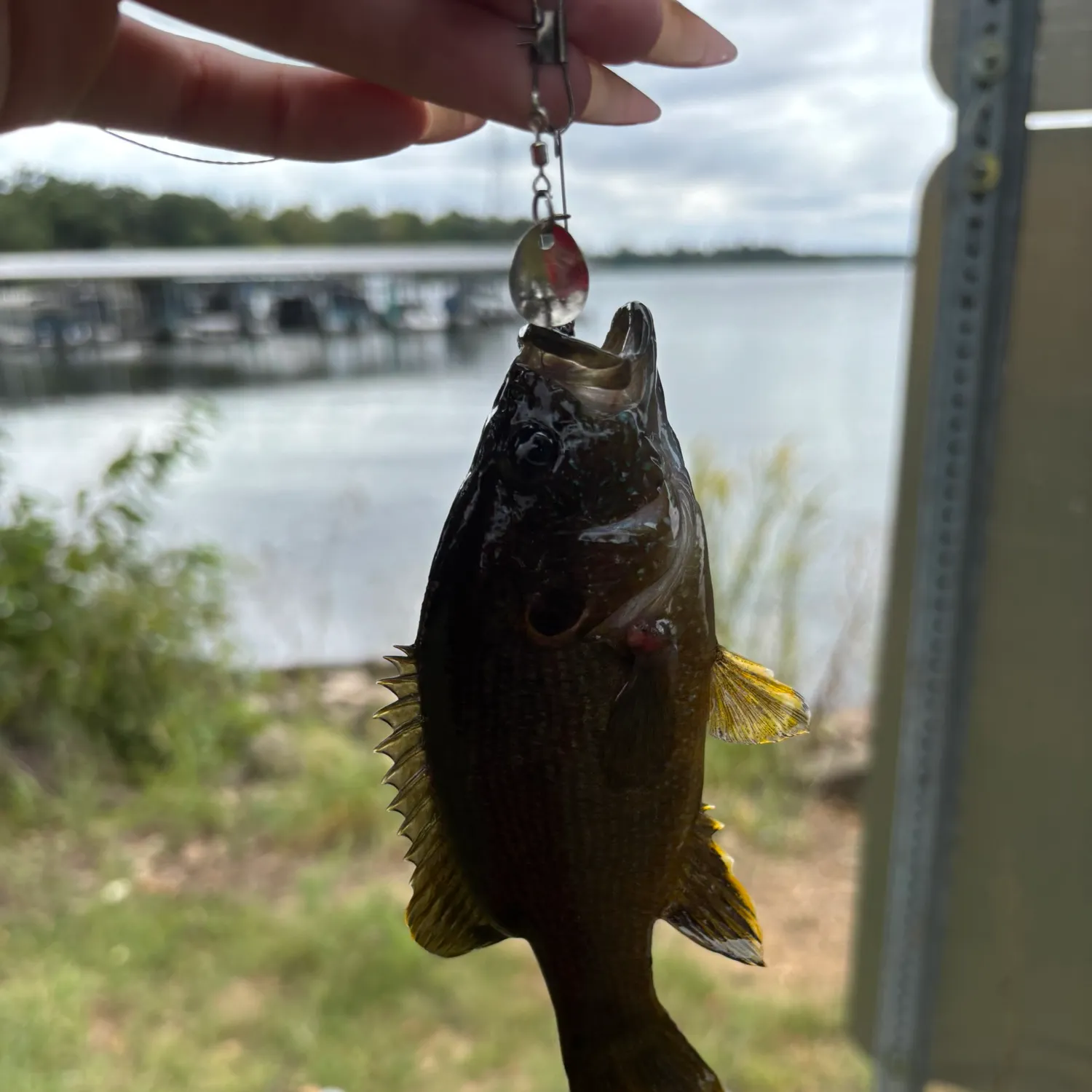 Green sunfish caught on Fishbrain
