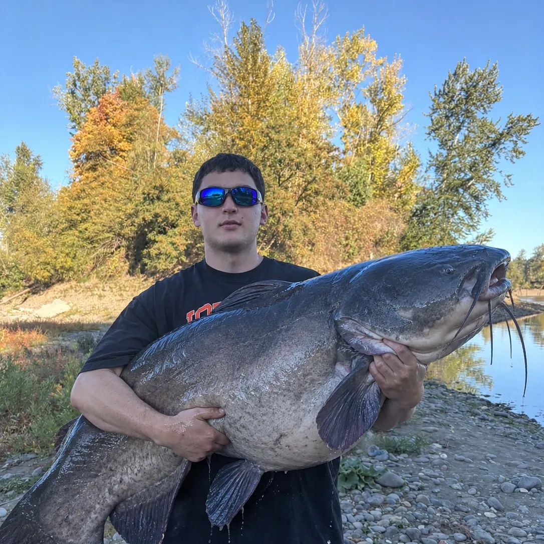 Channel catfish caught on Fishbrain