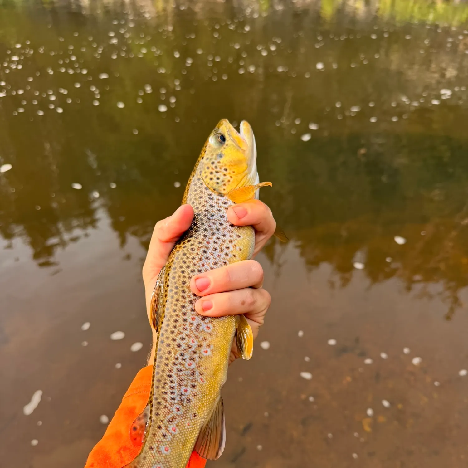 Brown trout caught on Fishbrain