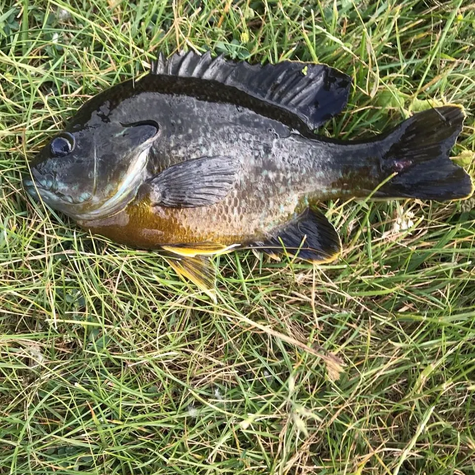 Bluegill caught on Fishbrain