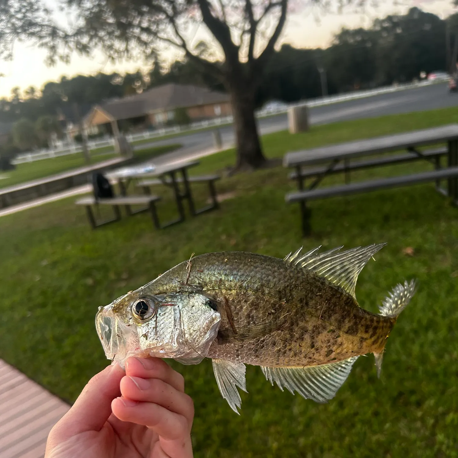 White crappie caught on Fishbrain