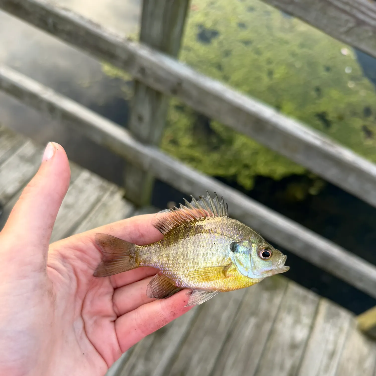 Bluegill caught on Fishbrain