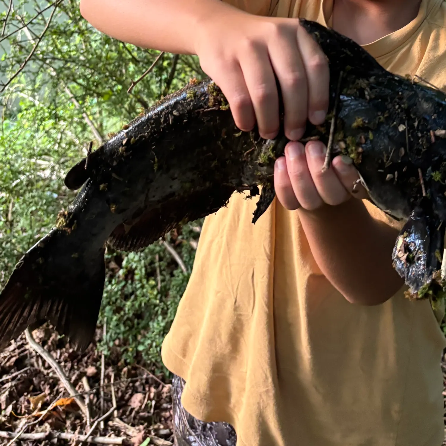 Black bullhead caught on Fishbrain