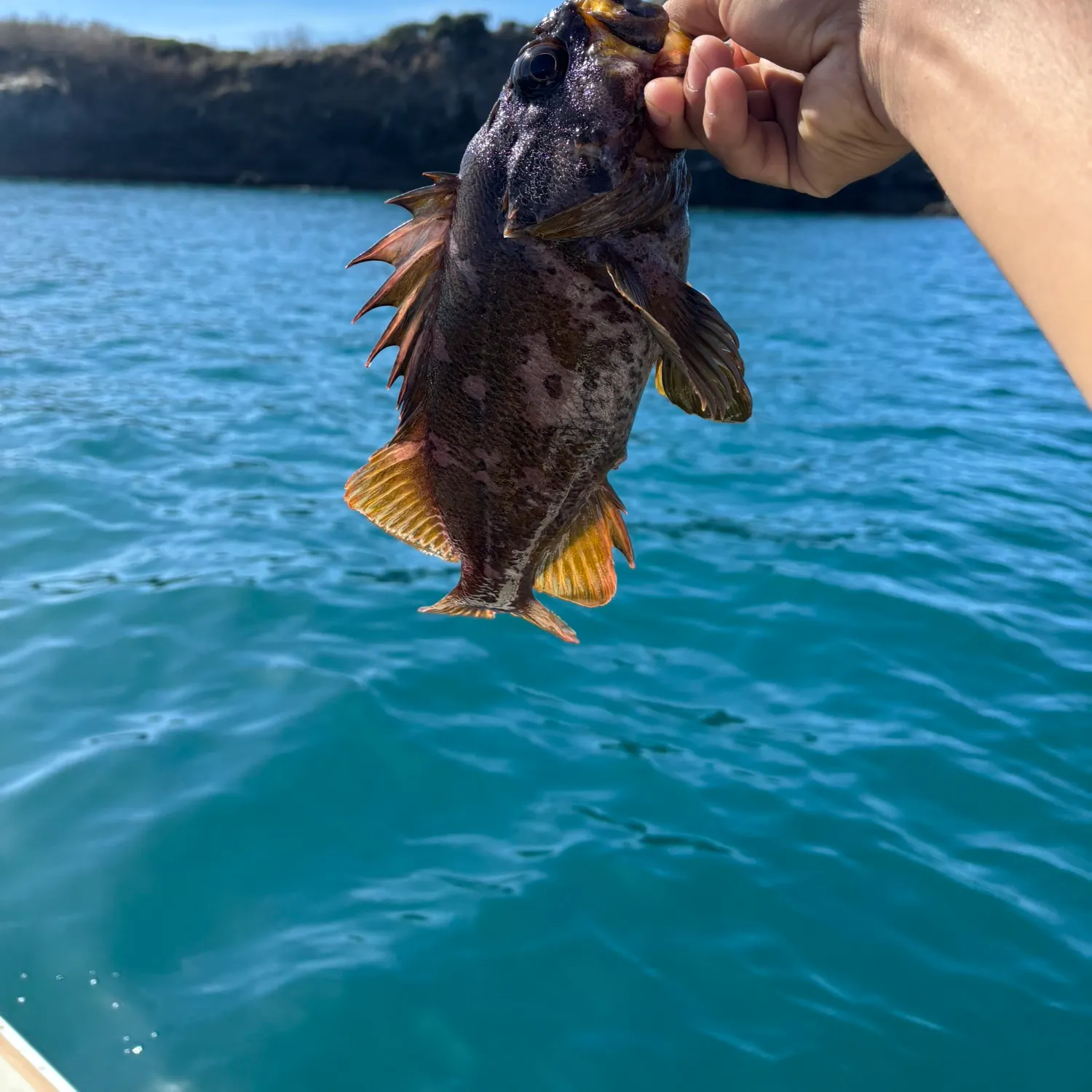 Copper rockfish caught on Fishbrain