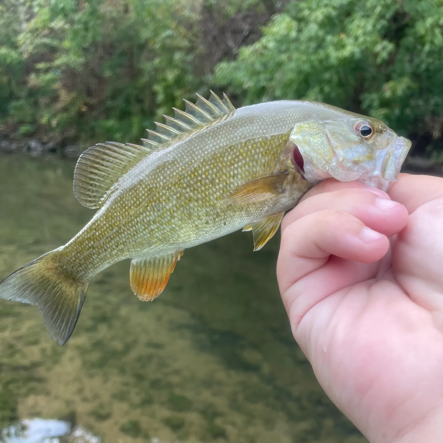 Smallmouth bass caught on Fishbrain