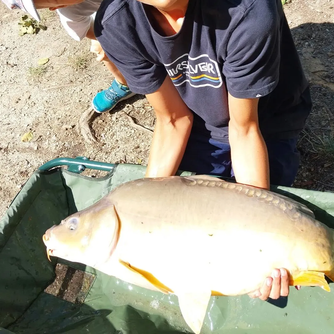 Leather carp caught on Fishbrain