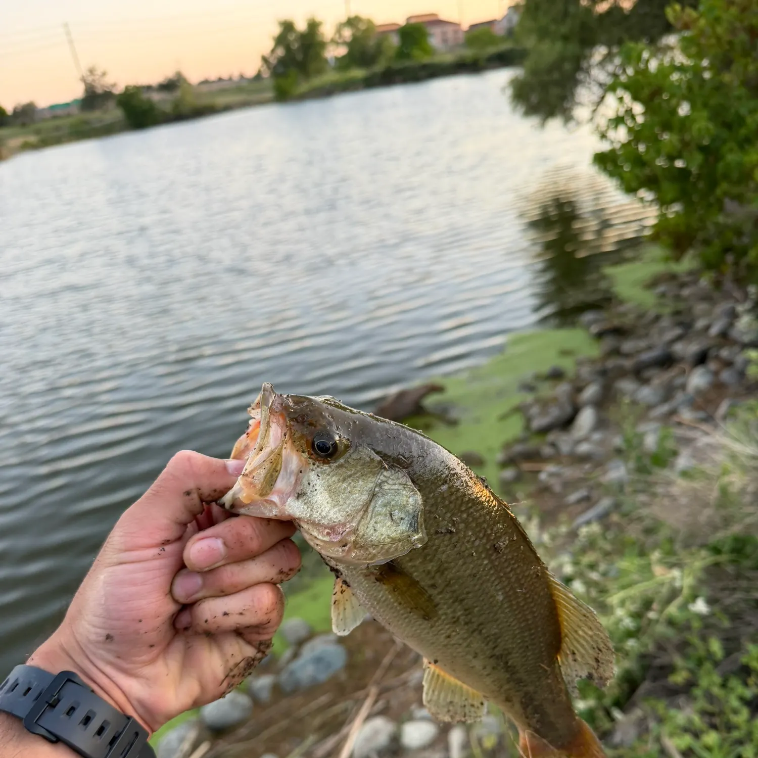 catch