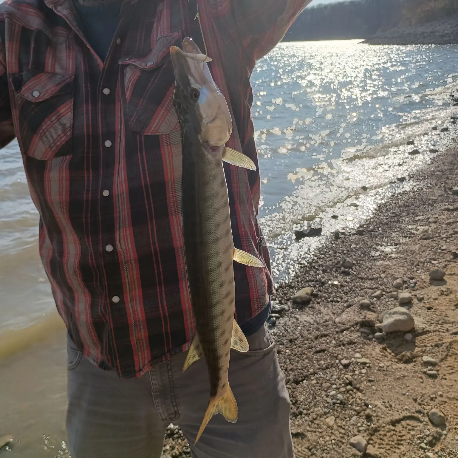 The most recent Muskellunge catches on Fishbrain