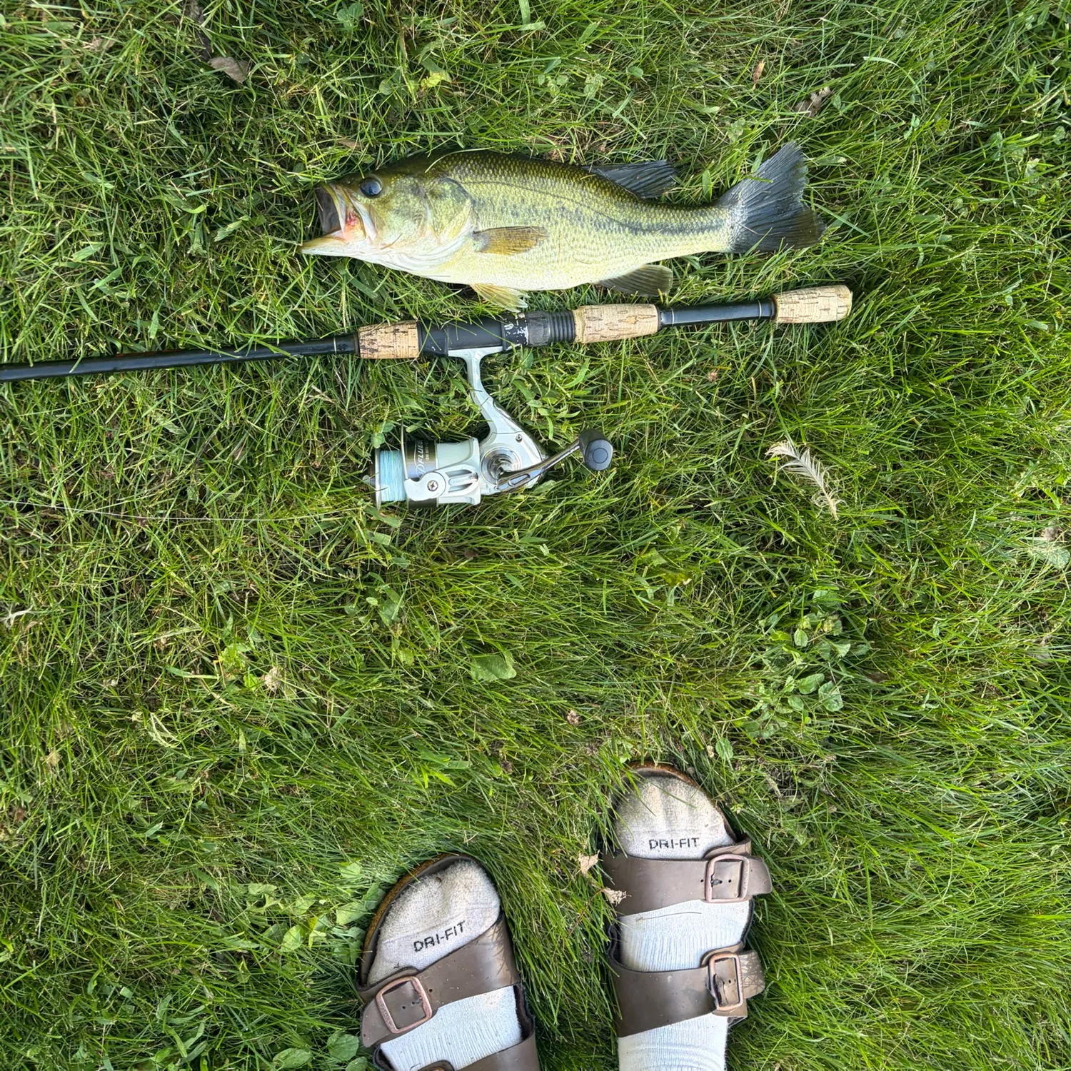 Largemouth bass caught on Fishbrain