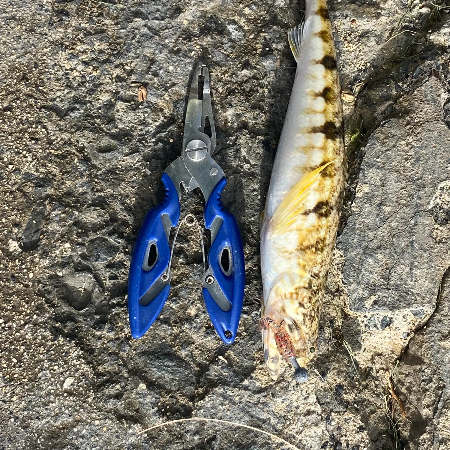 The most recent Nosestripe sandperch catches on Fishbrain