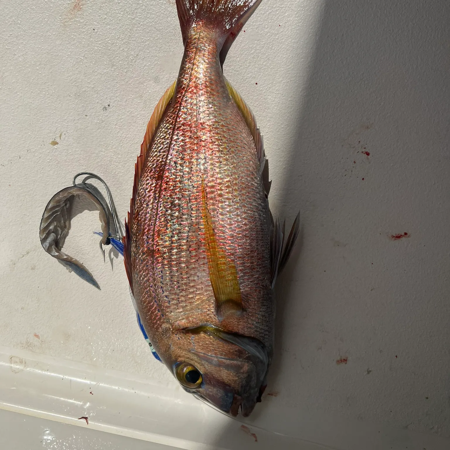The most recent Bluespotted seabream catches on Fishbrain