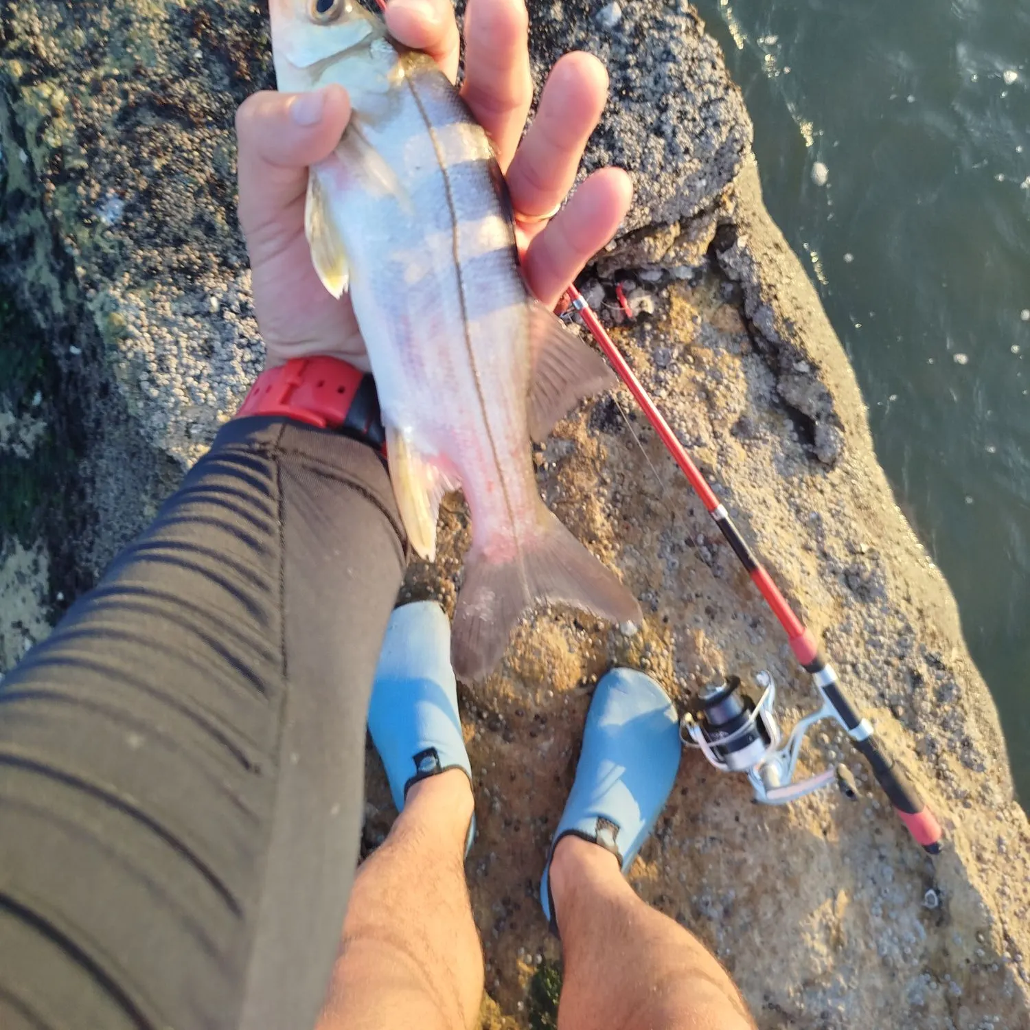 The most recent Fat snook catches on Fishbrain