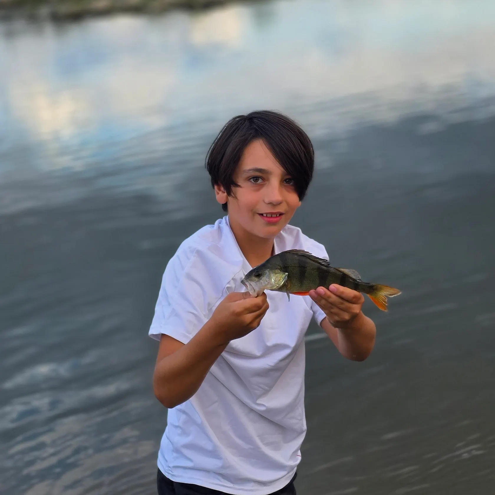 European perch caught on Fishbrain