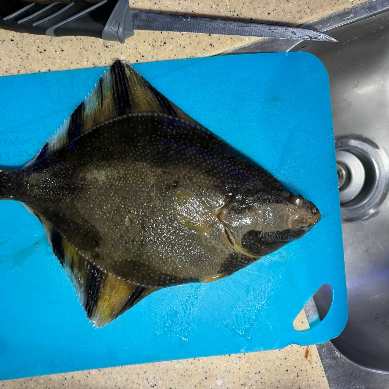 The most recent Starry flounder catches on Fishbrain