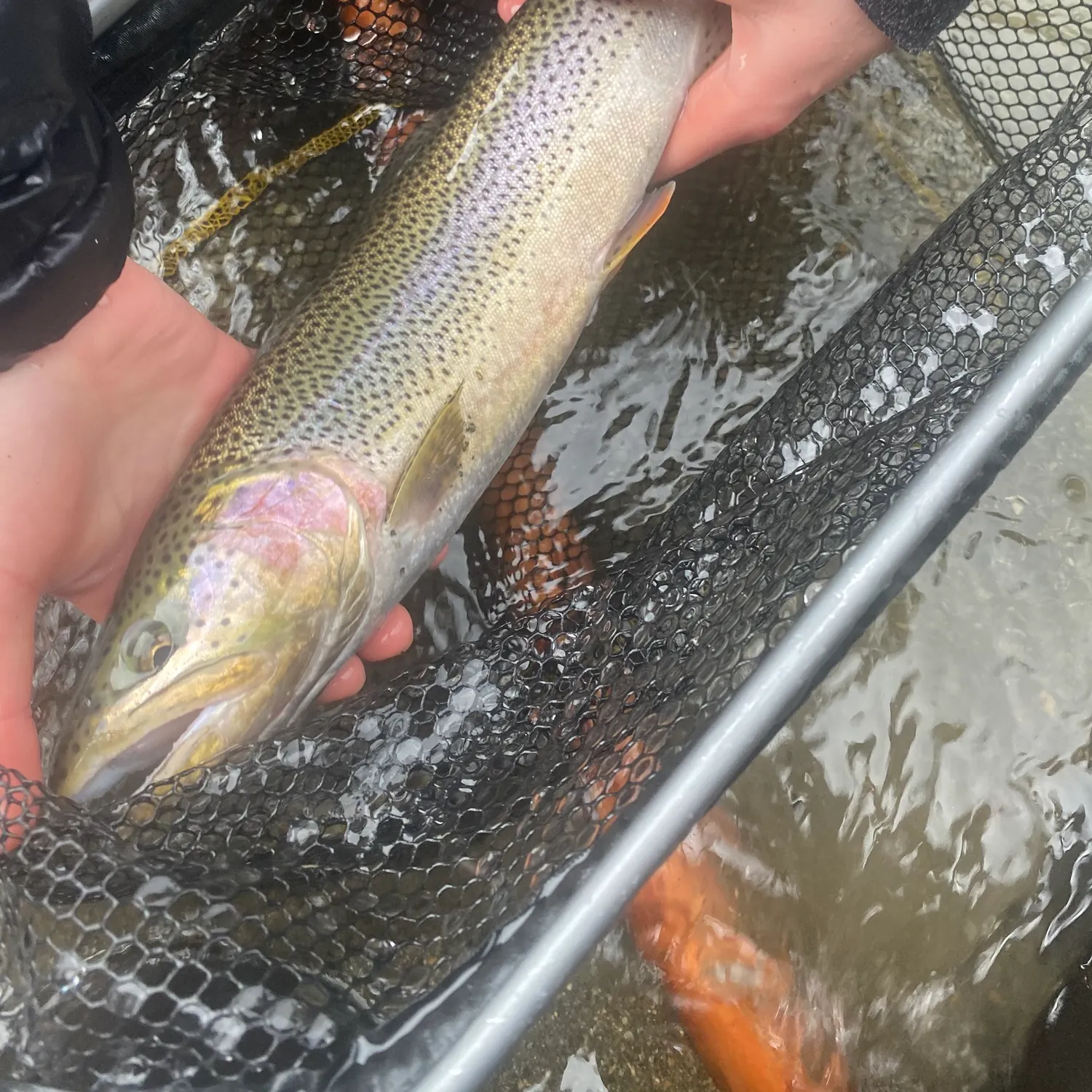 The most recent Coastal cutthroat trout catches on Fishbrain