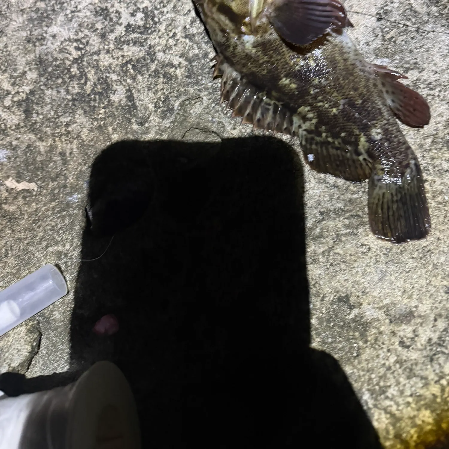 Grass rockfish caught on Fishbrain