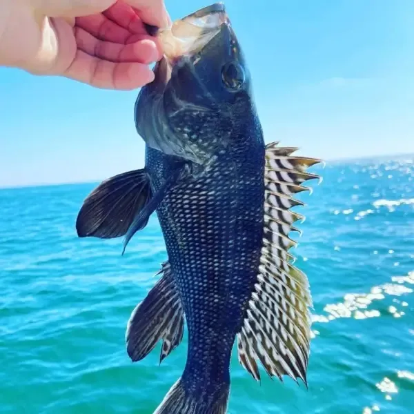 Black sea bass caught on Fishbrain
