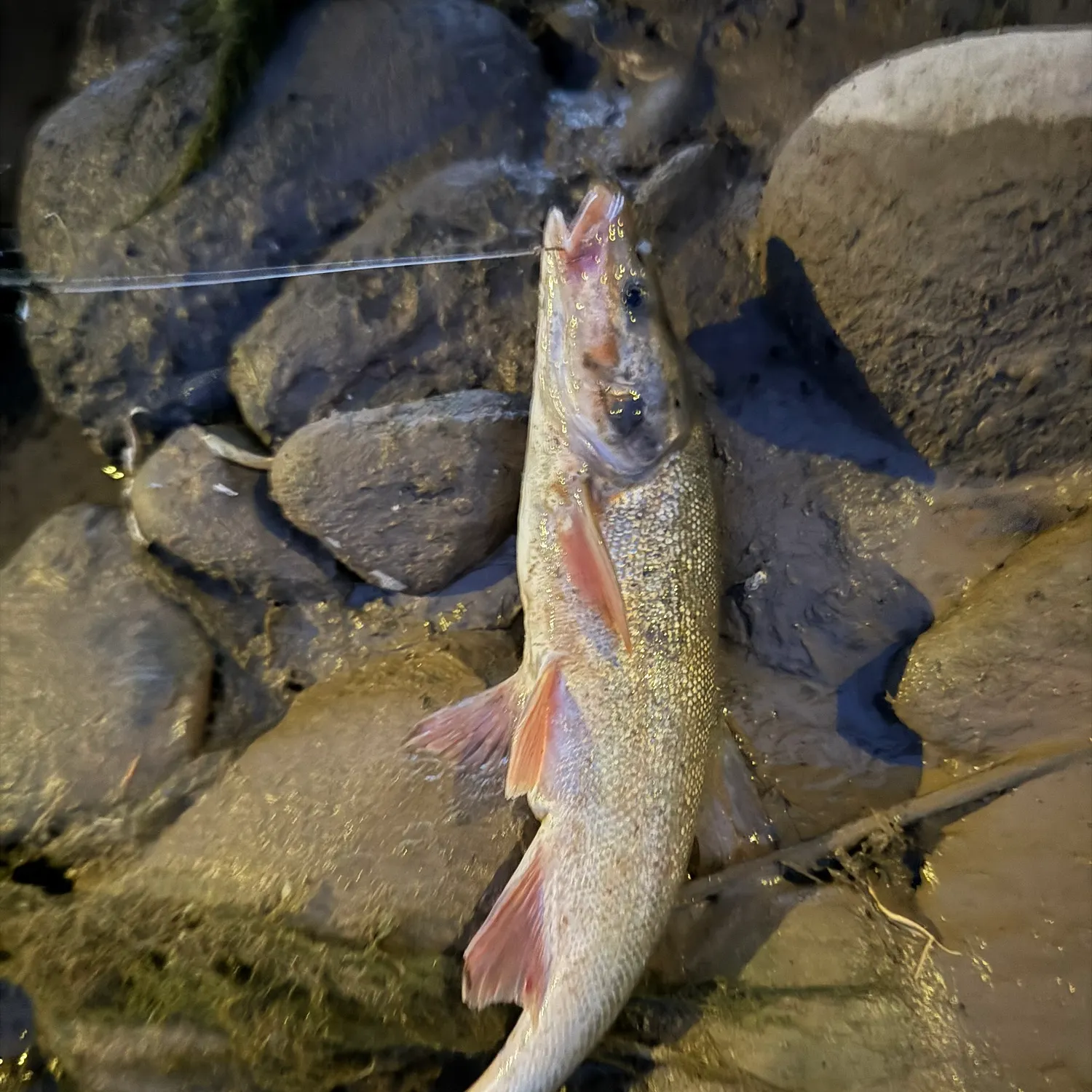 The most recent Roundtail chub catches on Fishbrain