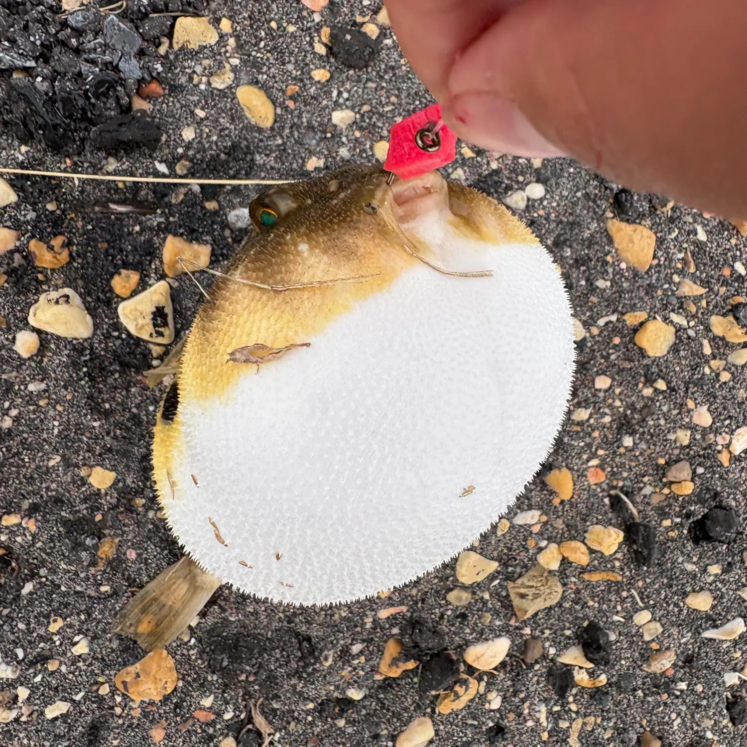 catch