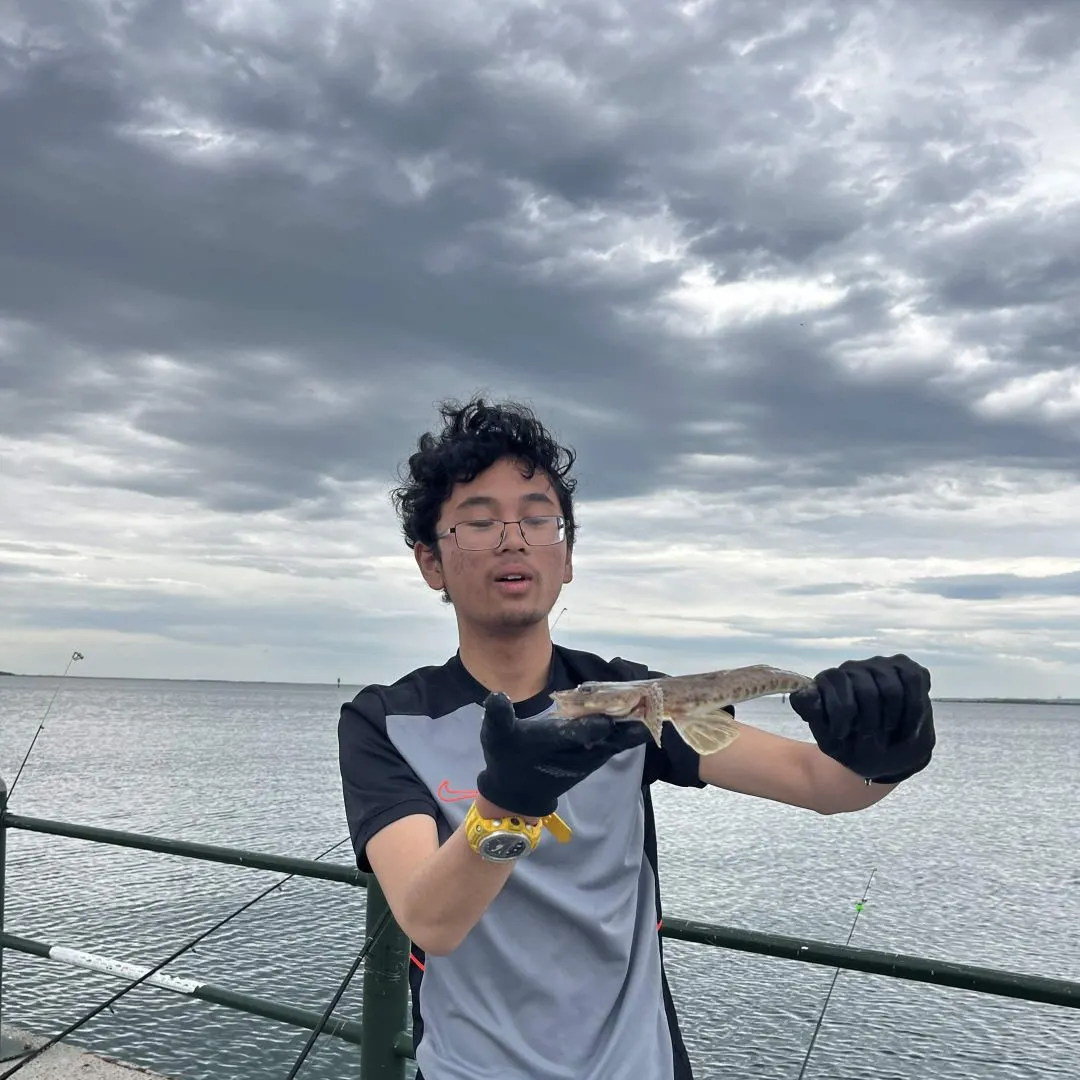 Dusky flathead caught on Fishbrain