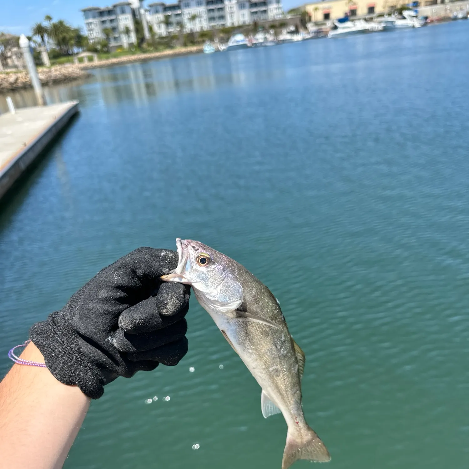 White seabass caught on Fishbrain