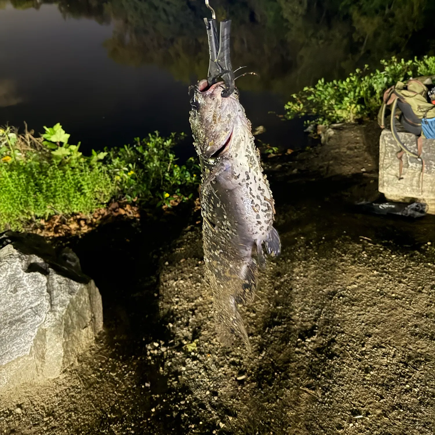 Channel catfish caught on Fishbrain