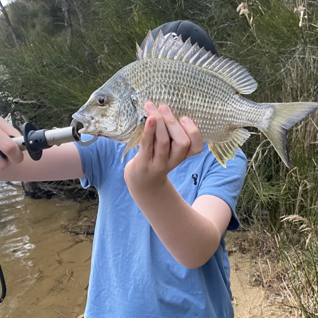 Southern black bream caught on Fishbrain
