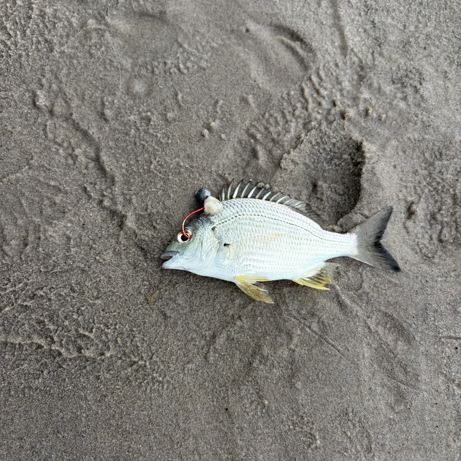 The most recent Southern black bream catches on Fishbrain