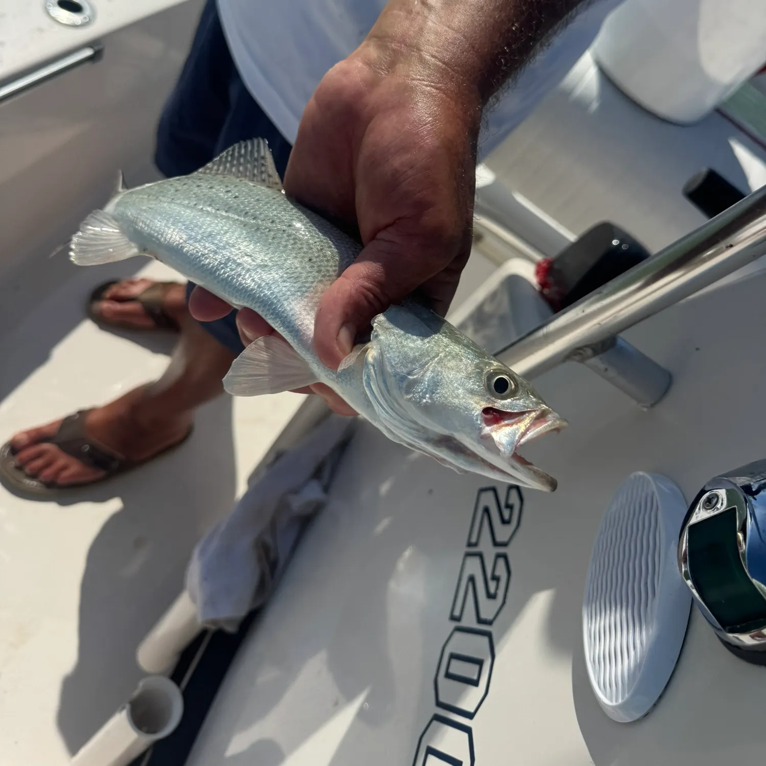 The most recent Silver seatrout catches on Fishbrain