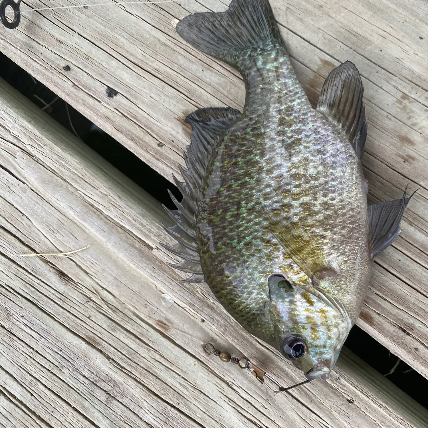 Bluegill caught on Fishbrain