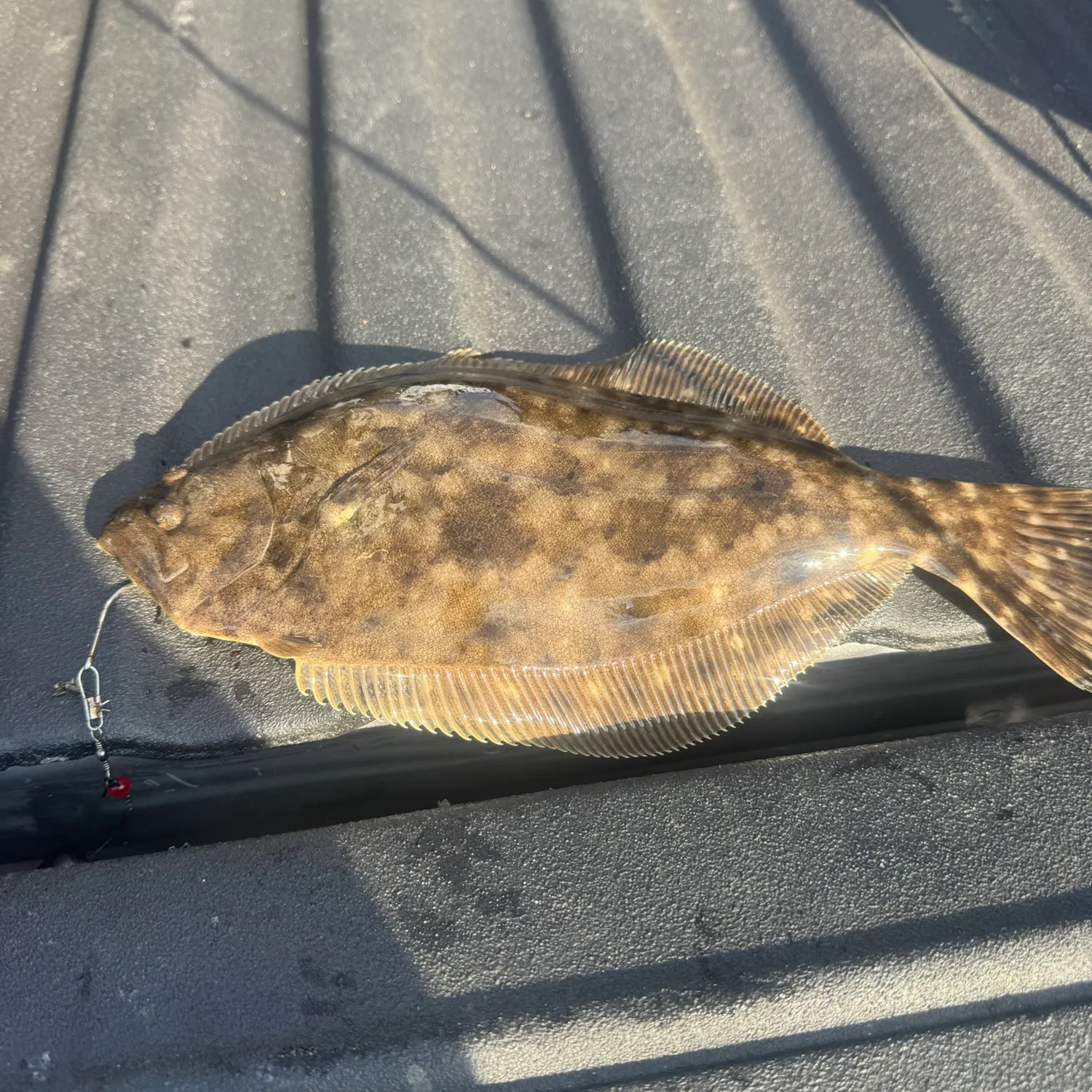 Southern flounder caught on Fishbrain