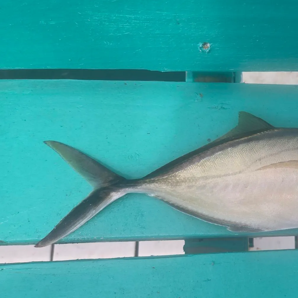 The most recent Bar jack catches on Fishbrain