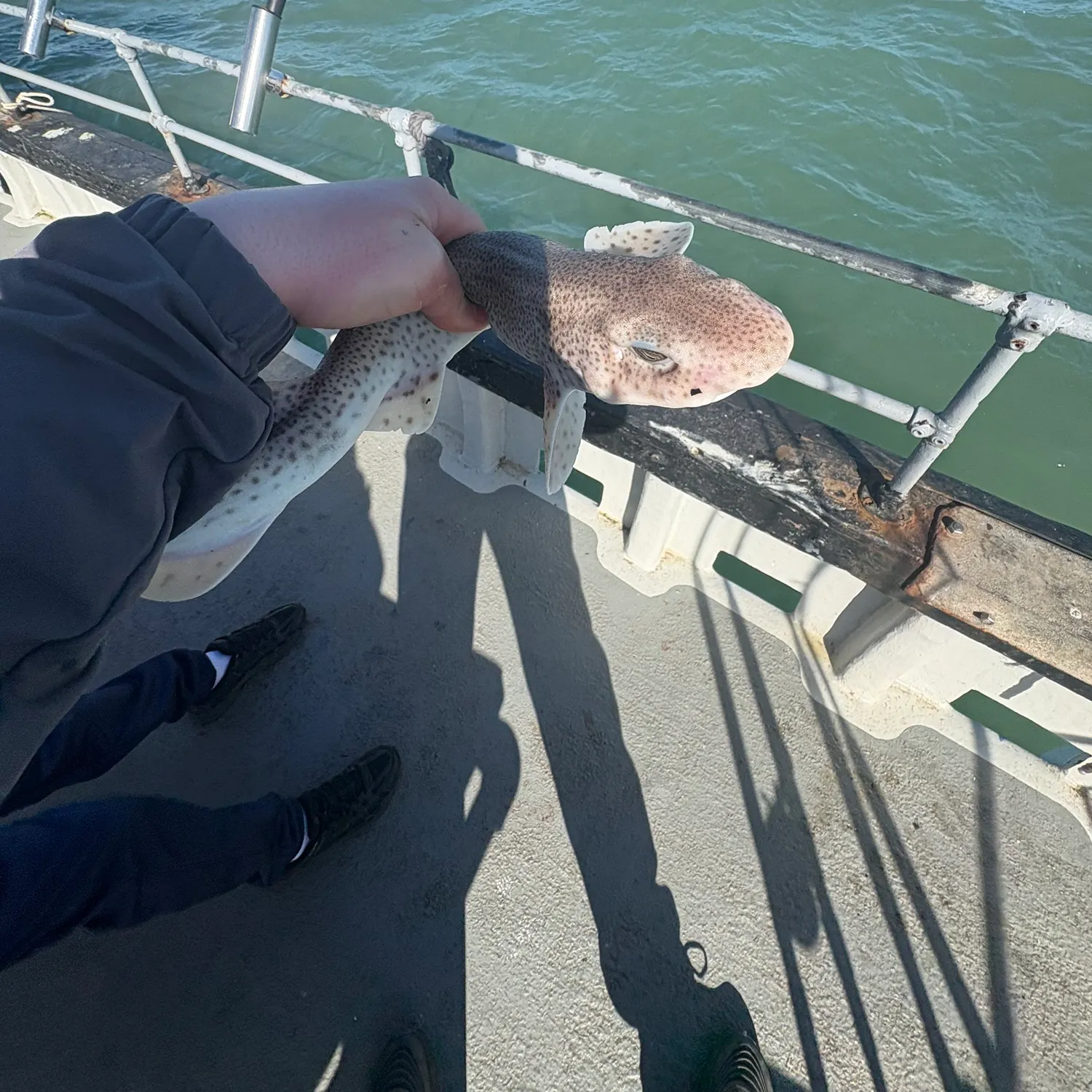 The most recent Lesser spotted dogfish catches on Fishbrain