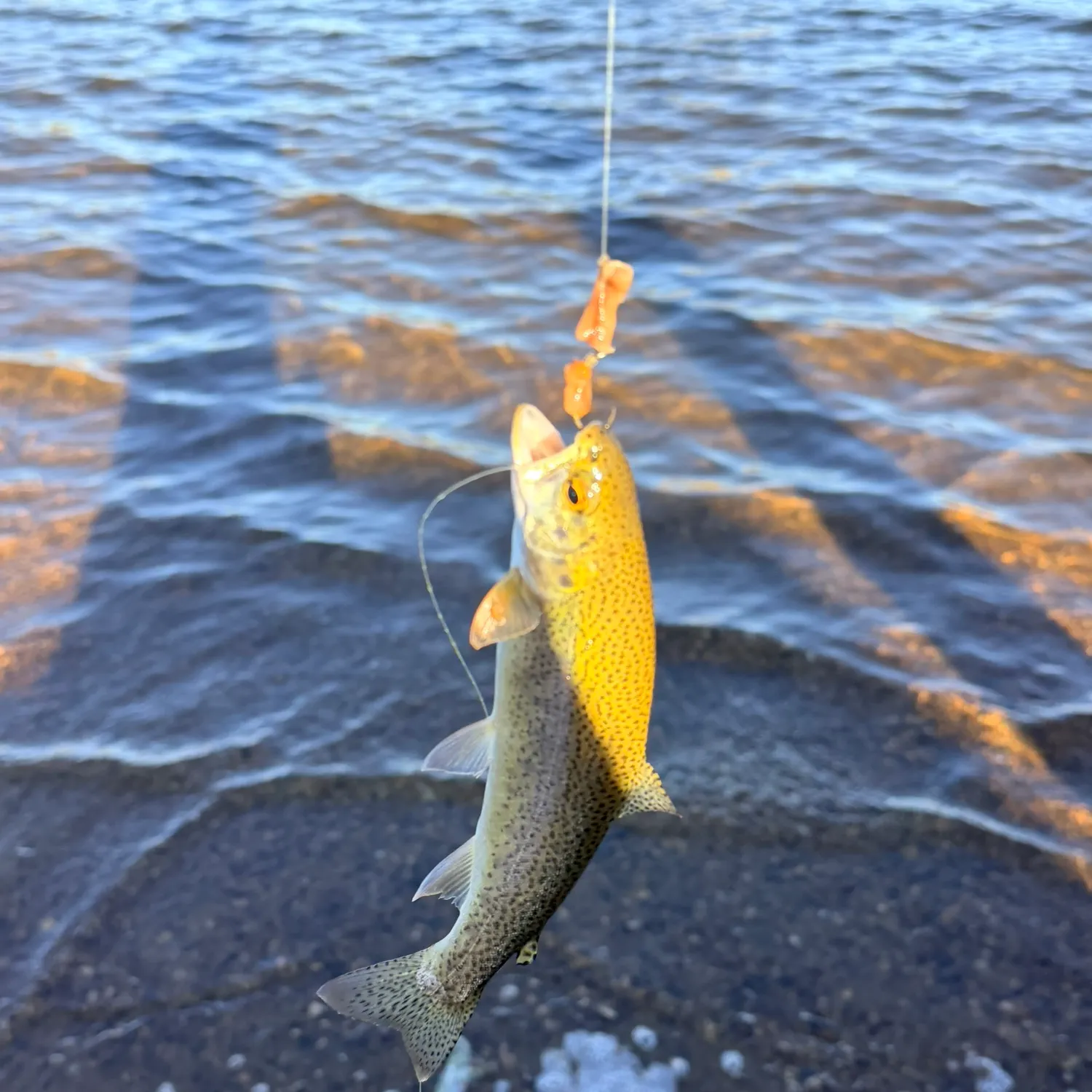Fish caught on Fishbrain