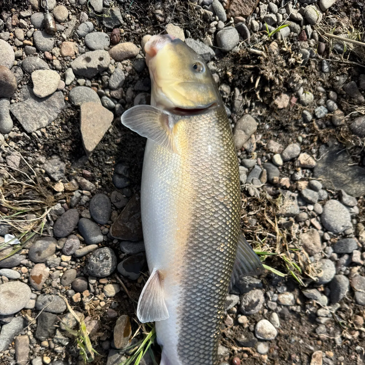 The most recent Largescale sucker catches on Fishbrain