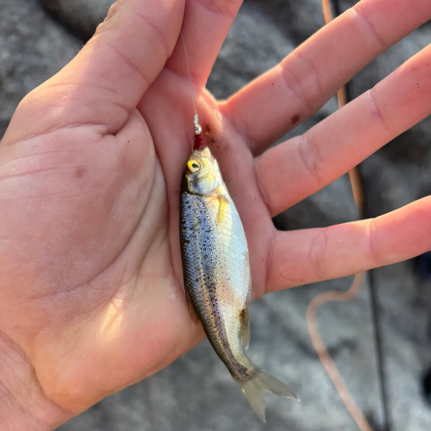 The most recent Sandhills chub catches on Fishbrain