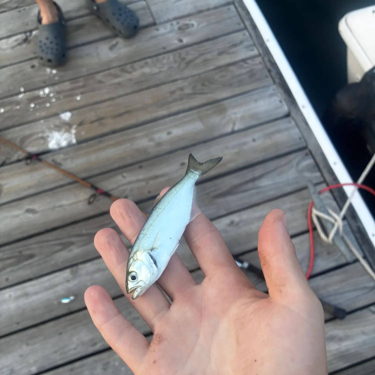 Bluefish caught on Fishbrain
