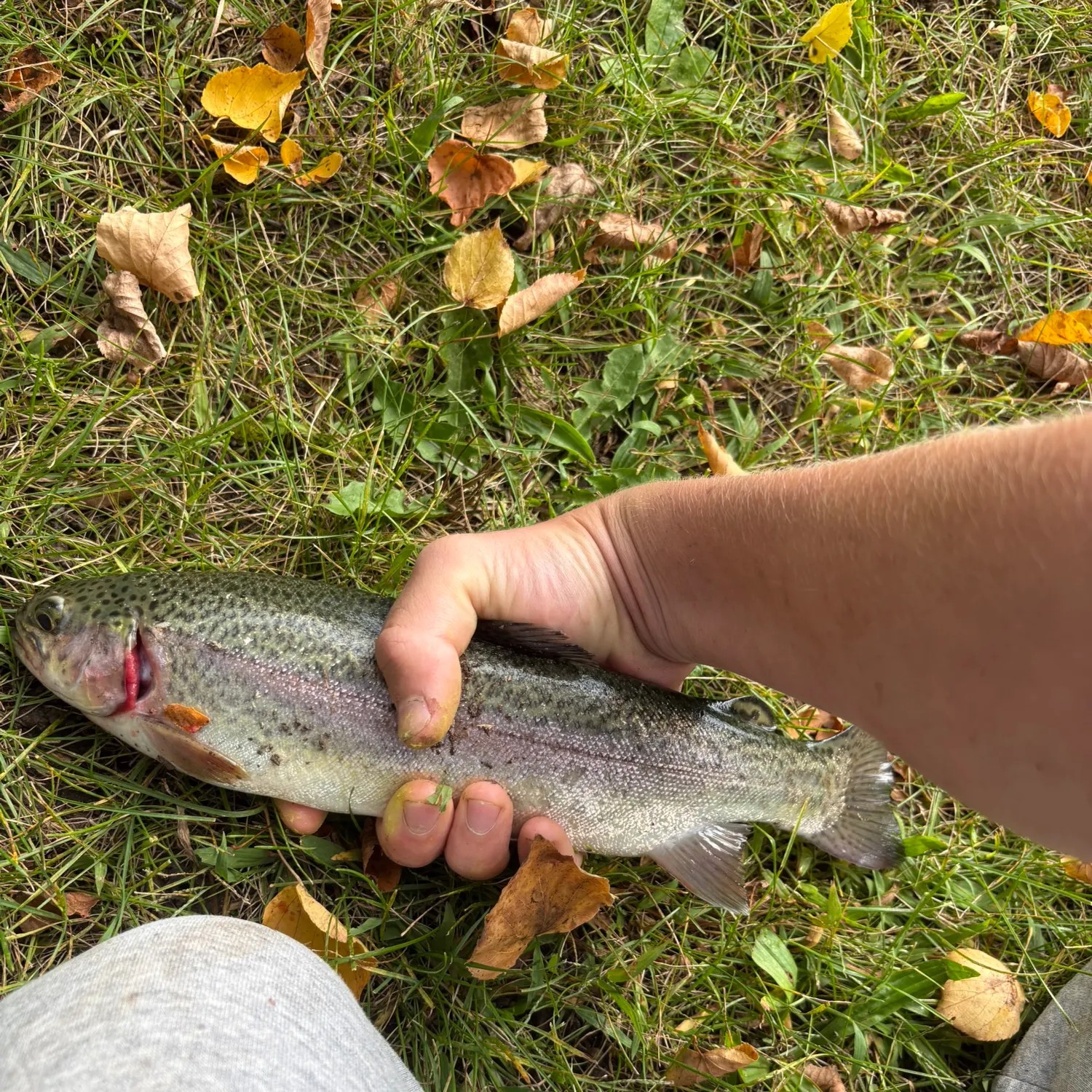 Rainbow trout caught on Fishbrain