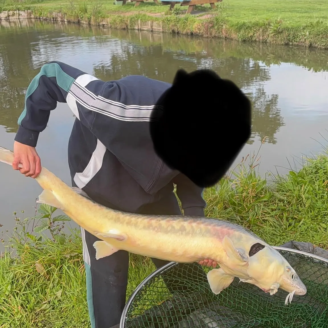 Lake sturgeon caught on Fishbrain
