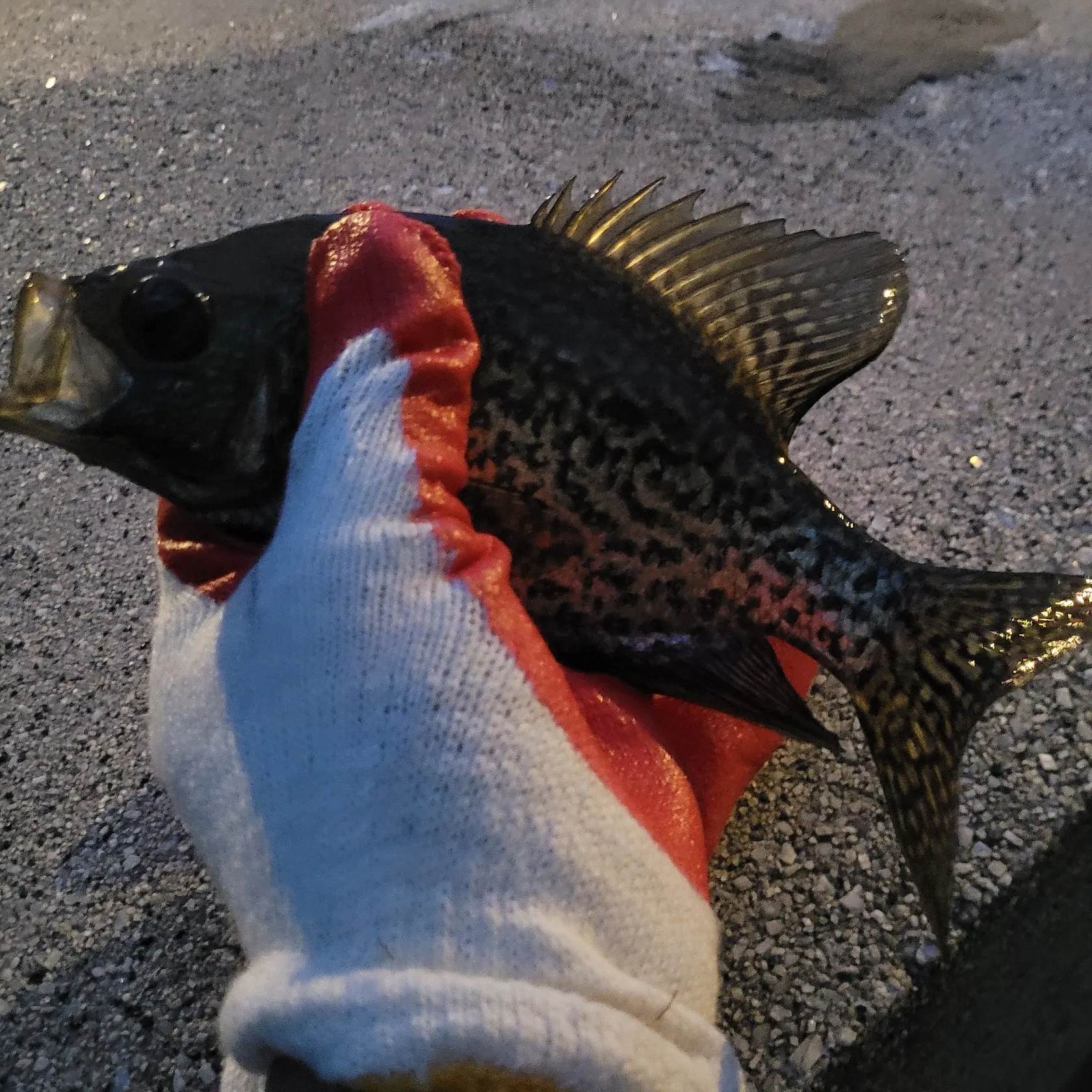 The most recent Black crappie catches on Fishbrain