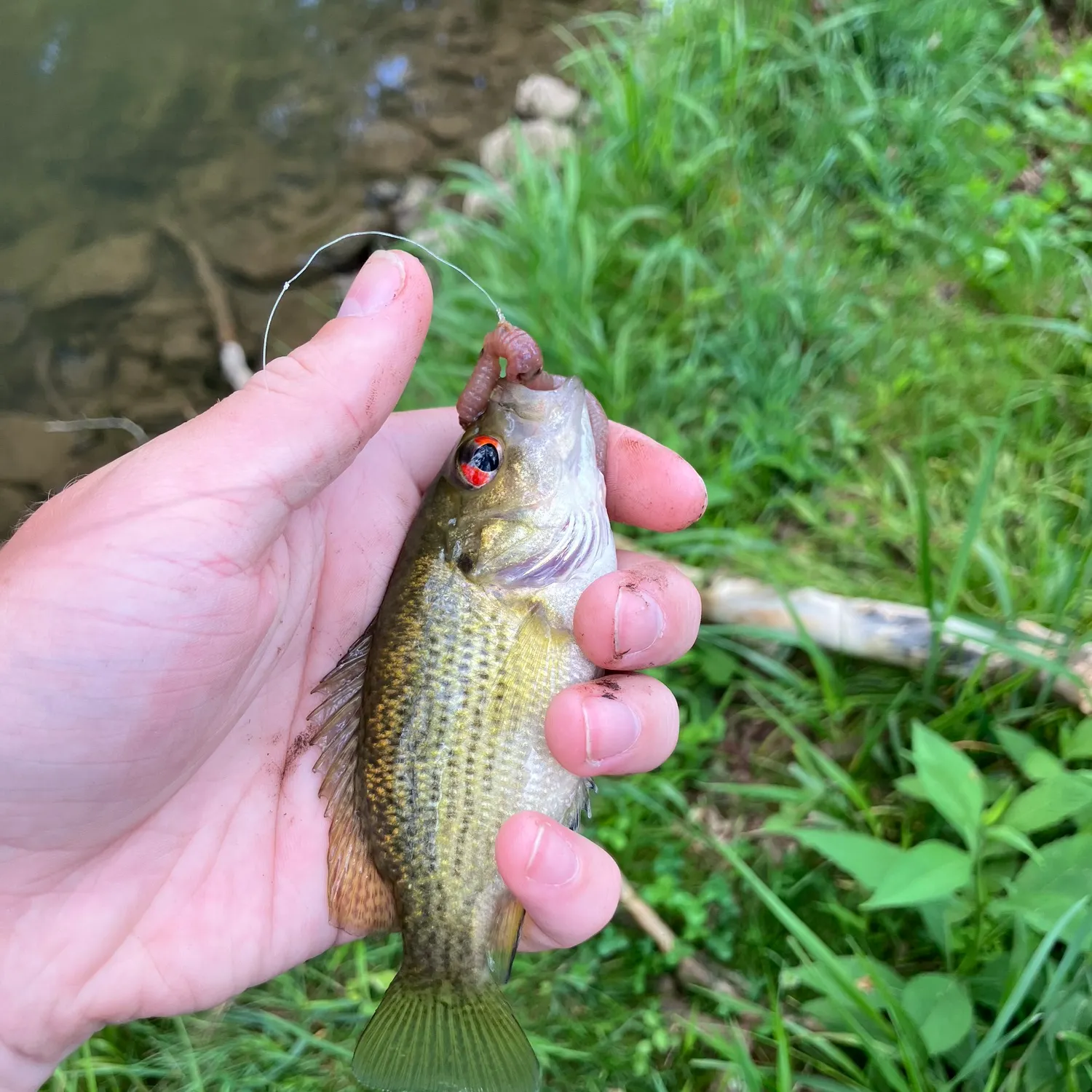 The most recent Rock bass catches on Fishbrain
