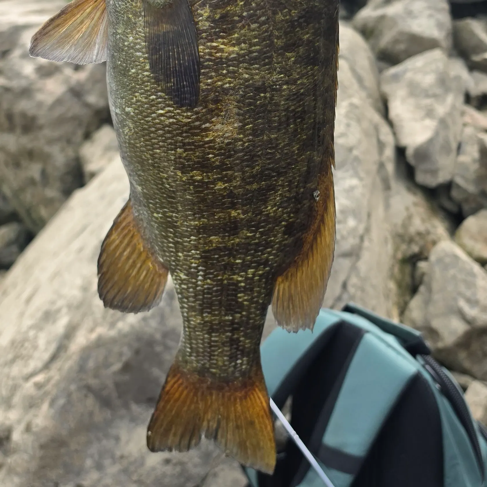 Smallmouth bass caught on Fishbrain
