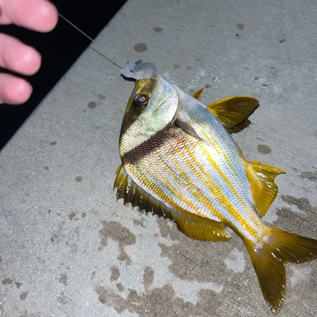 The most recent Atlantic porkfish catches on Fishbrain