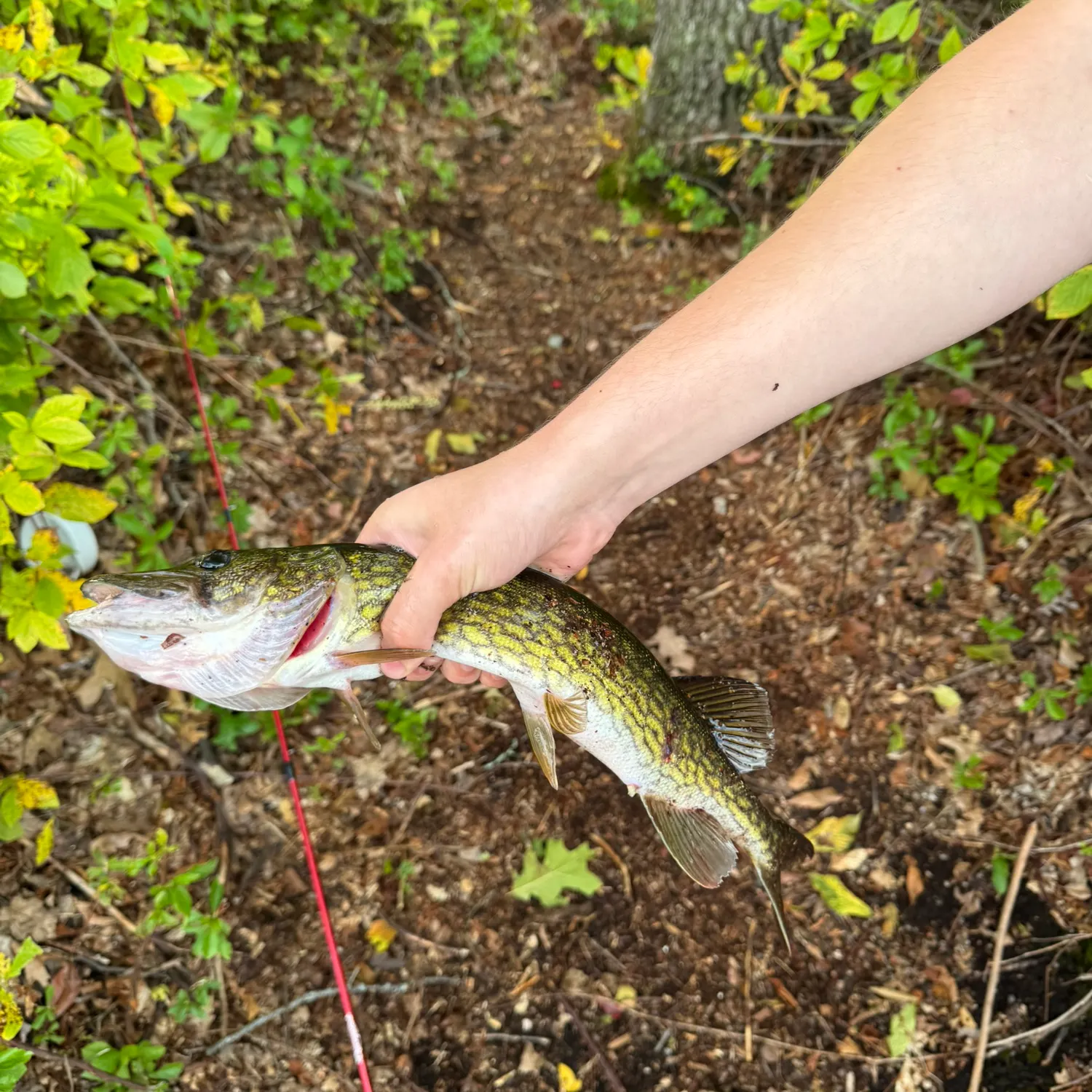 Chain pickerel caught on Fishbrain