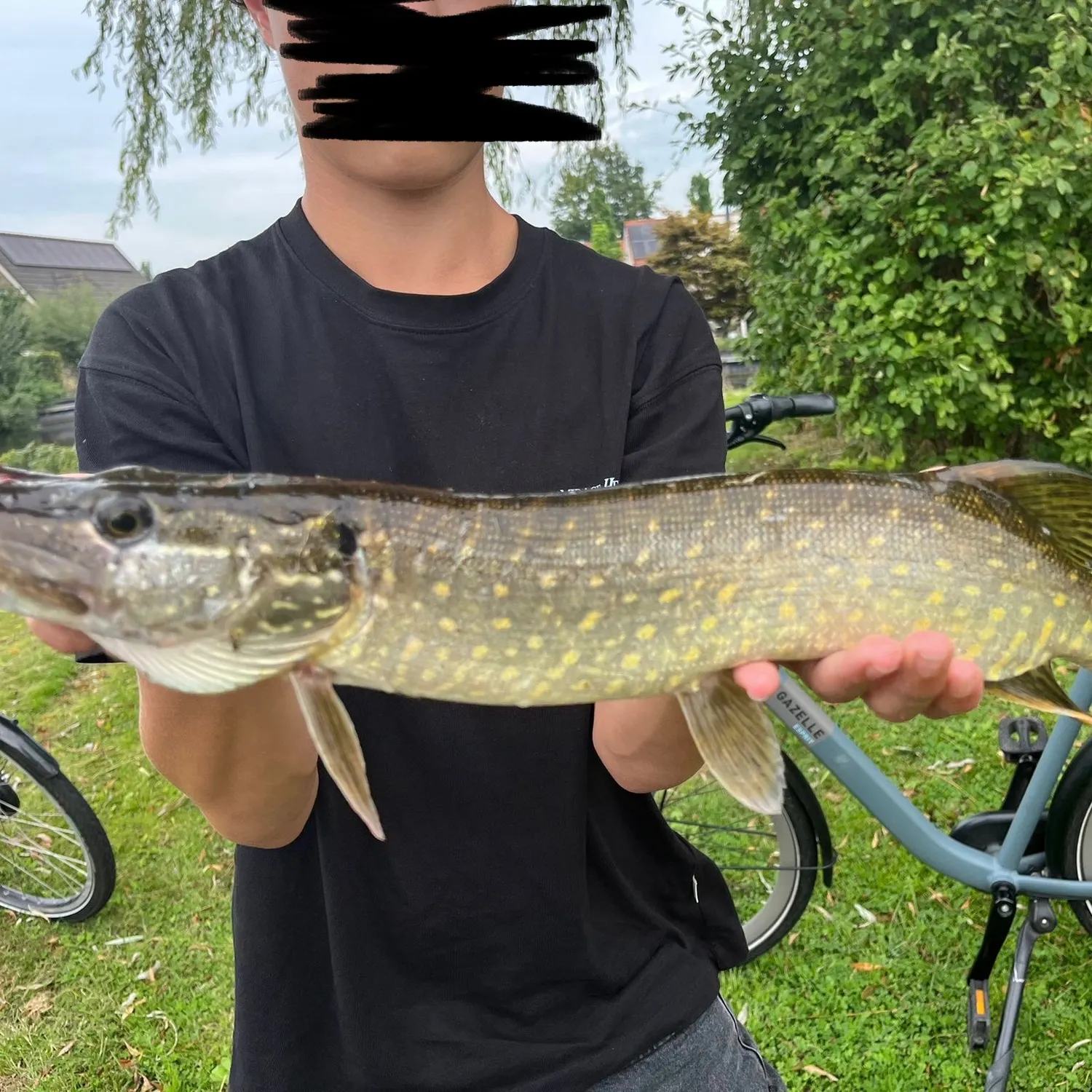 Northern pike caught on Fishbrain