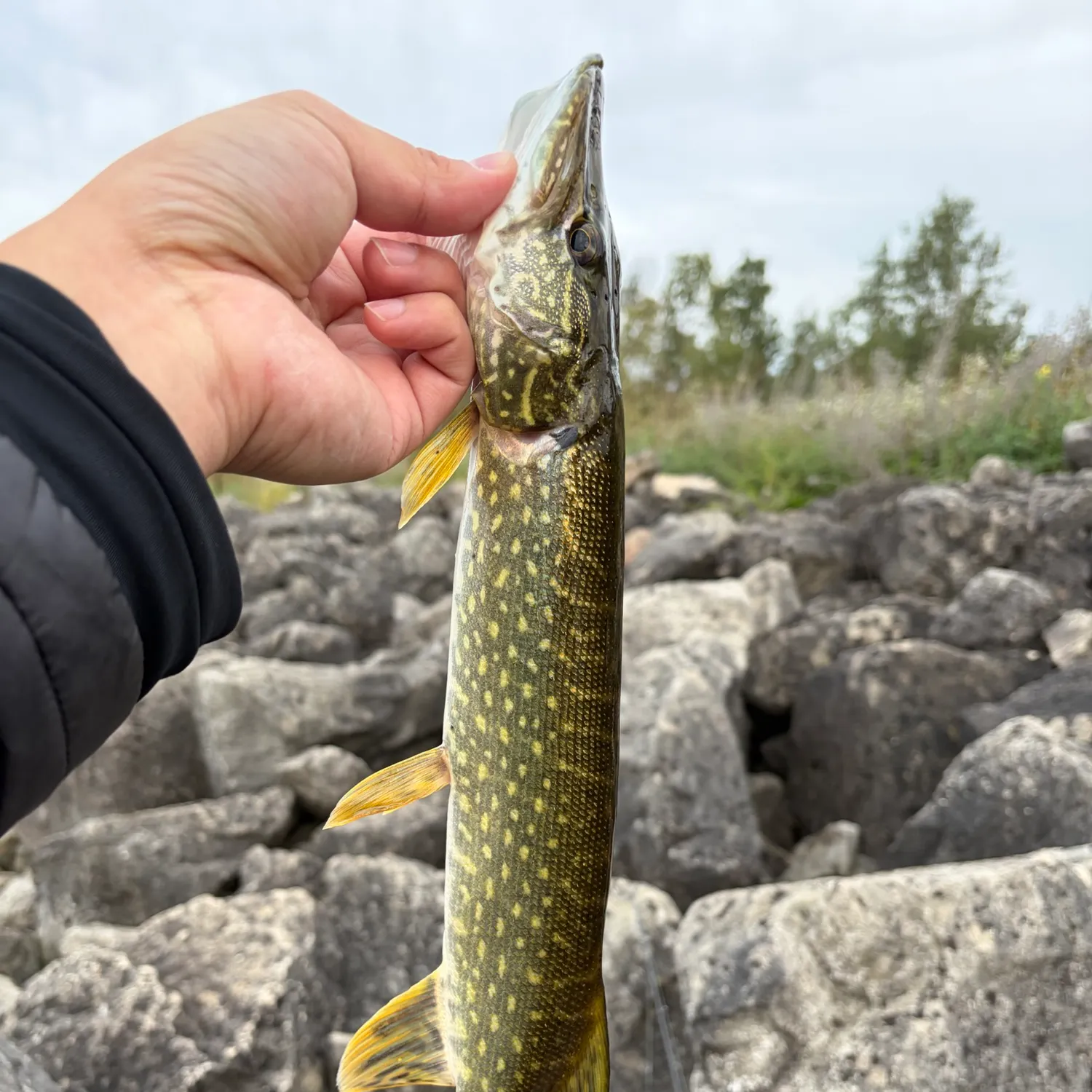 Northern pike caught on Fishbrain